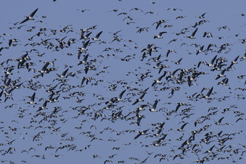 Barnacle geese (Branta leucopsis)