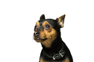 portrait of a dog breed toy terrier, isolated on white