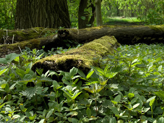 baumstamm in der natur