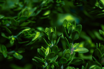 Lemon thyme on a blue abstract background close up