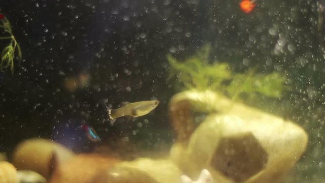 Home aquarium in which small decorative fish live