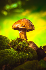 dark mushrooms on moss with a wet hat  blurred background