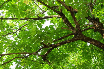 Tree Background.