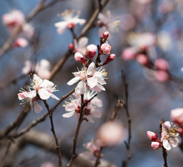 Apricot flowers on a branch