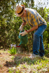 Senior man in his garden. He is watering flowers.