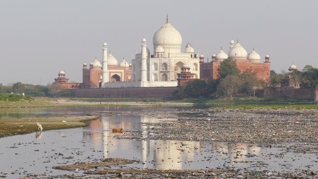 Ecological concept. Stray dogs and environmental pollution at Jumna river in Agra, India.
