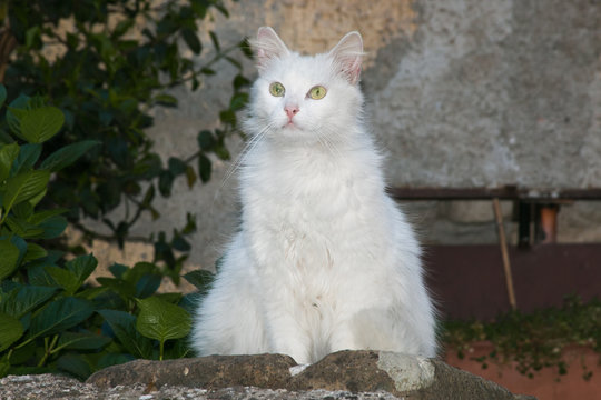 Ritratto di un gatto bianco dal pelo lungo in un vicolo di Artena