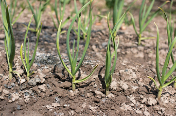 Landing garlic and onions in the garden