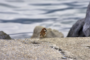 house sparrow