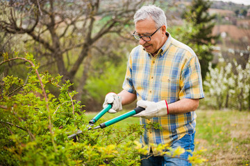Senior man in his garden. He is pruning bushes.