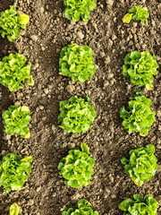 Grüner Salat auf dem Feld bereit zum ernten und essen - Bio Gemüse