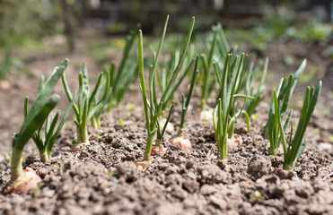 Landing garlic and onions in the garden