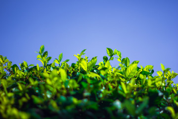 selective focus top tree forest with blue sky