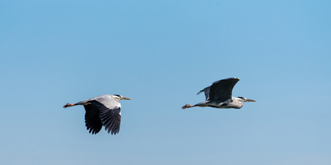 Fischreiher fliegend