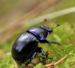 Closeup of a dung beetle