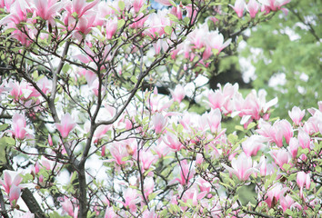 Fond avec des fleurs de magnolia rose en fleurs