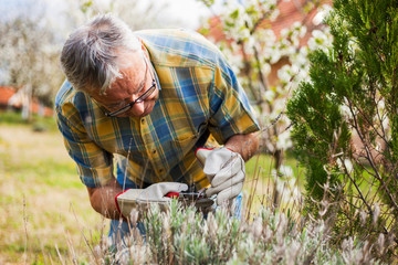 Senior man in his garden. He is pruning plants.