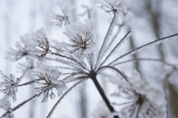 Frost covered flower