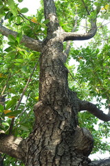 Fototapeta premium Tree in Park.