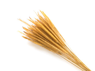 Grass flower on a white background.