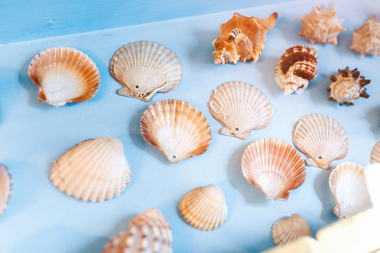 Showcase with different exhibits of sea shells and corals