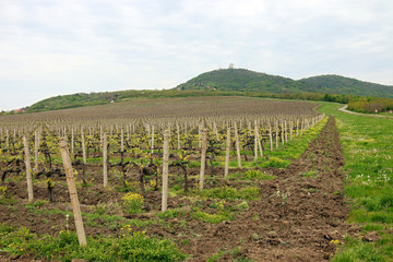 Vineyard under hill landscape spring season