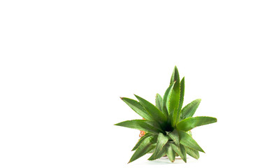 Fototapeta premium the Isolated of pineapple fruit on white background. copy space for designer