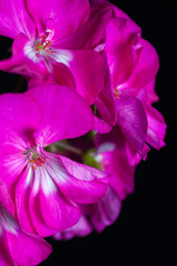 Розовая герань на черном фоне. 