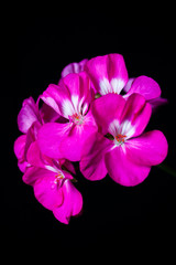 Цветок герани розовой на черном фоне.