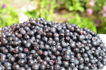 Blueberry called bilberry, huckleberry or European blueberry with black color. Forest Blueberry textured background. Freshly picked wild blueberries. Wild Blueberry Photo.