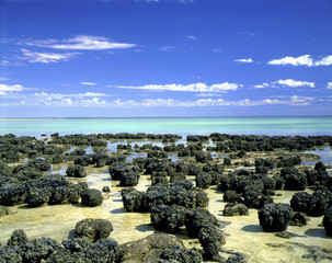 ストロマトライト