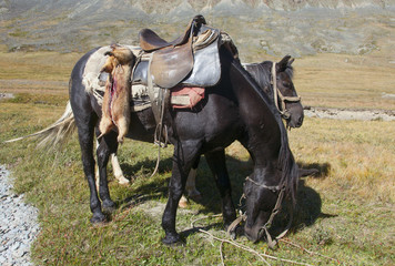 Horse shepherd with strapped marmot