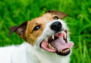 Portrait of happy dog looking at camera with open mouth on green grass background