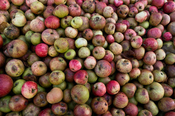 Äpfel