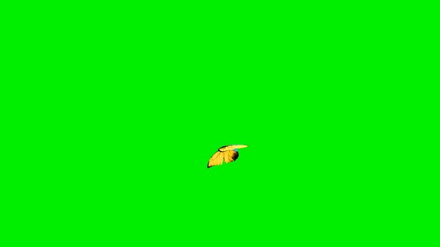A yellow butterfly flies along the screen on a green background 