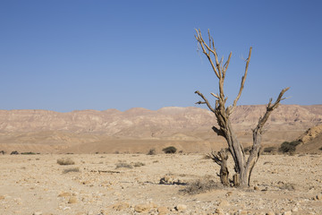 Lonely Tree in a desert