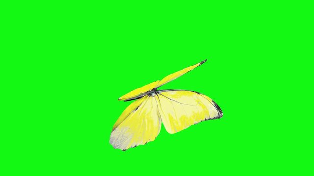 A looped animation of a fluttering butterfly with yellow wings on a green background