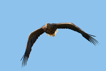White-tailed eagle (Haliaeetus albicilla)
