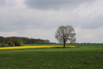 Eichen Baum auf Feld