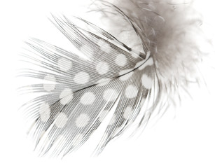 Black feathers of a bird with white spots on a white background