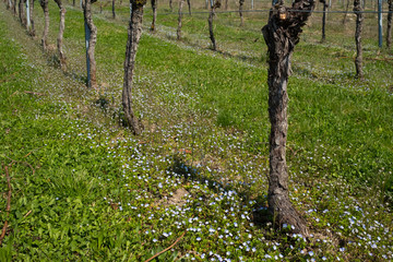 Reben im Weinberg mit Vergißmeinnicht