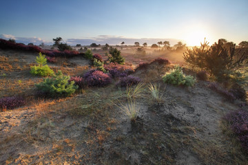 beautiful sunrise over dunes and flowering heather