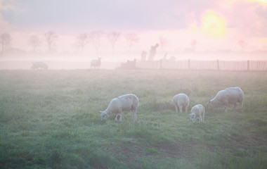 Fototapeta premium sheep grazing on pasture at sunrise