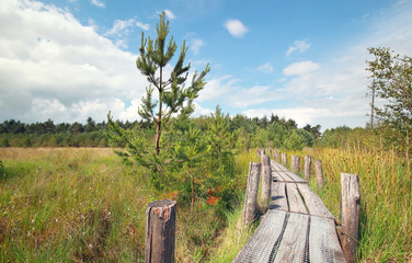 Fototapeta premium wooden path on marsh in summer