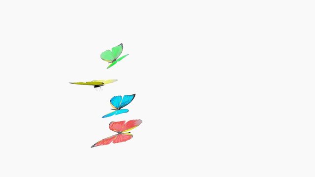 Butterflies fly on a white background. Loop Animation