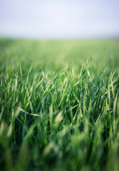 Grass on the field. Agricultural landscape in the summer time