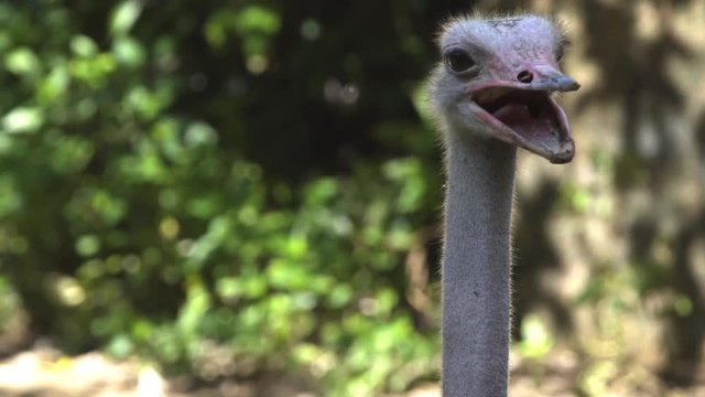 Ostrich Poses for Picture. UltraHD 4k footage