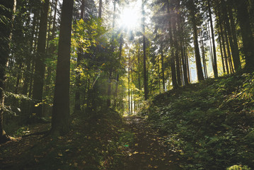 Magic dark forest. Autumn forest scenery with rays of warm light. Mistic forest. Teplickie Rocks Sudety Mountains