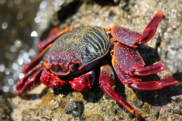 TIERE_2312_rote_Klippenkrabbe