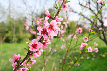 Bee on peach flower. Beekeeping